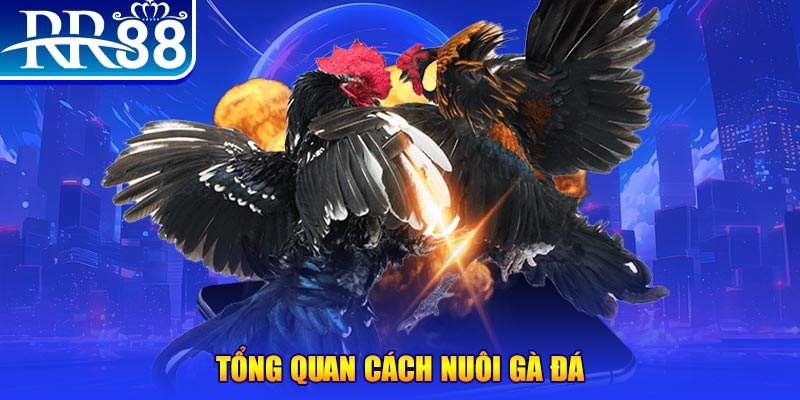 debet bet xổ số thứ ba