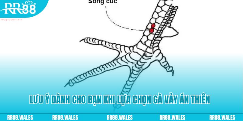 debet bet xổ số khánh hòa