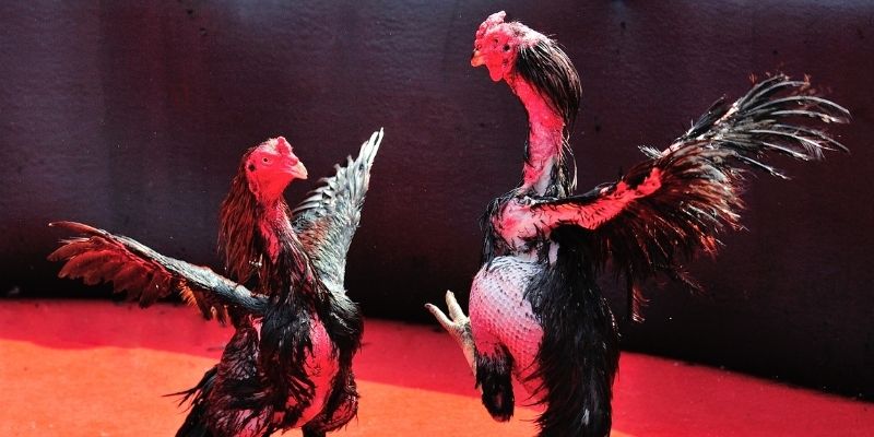 debet bet bắn cá đổi thưởng