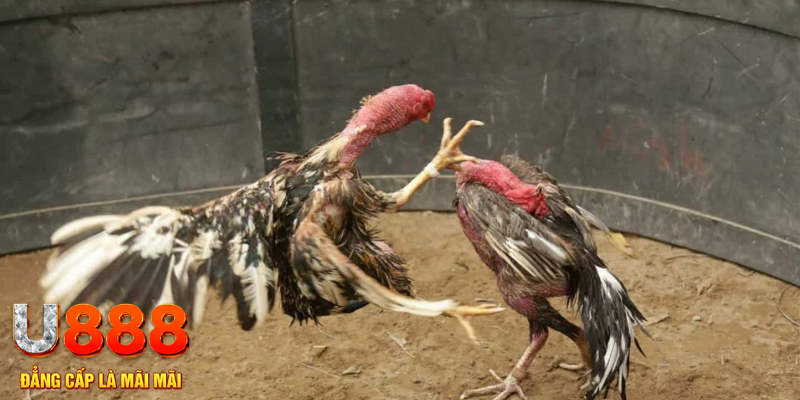 debet bet xổ số hà nội hôm nay